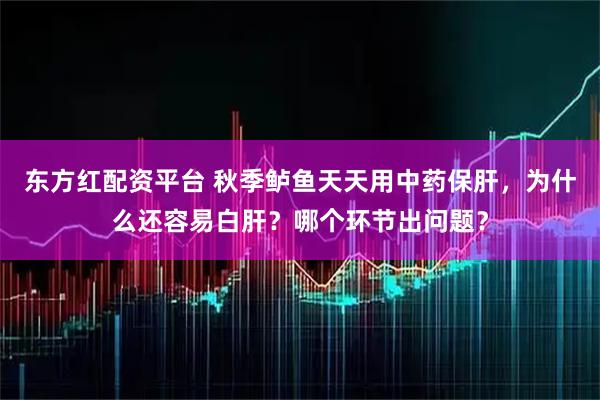 东方红配资平台 秋季鲈鱼天天用中药保肝,为什么还容易白肝?哪个环节出问题?